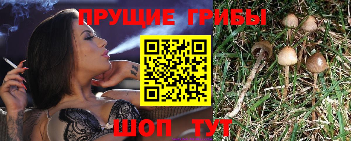 Галлюциногенные грибы мухоморы Долгопрудный